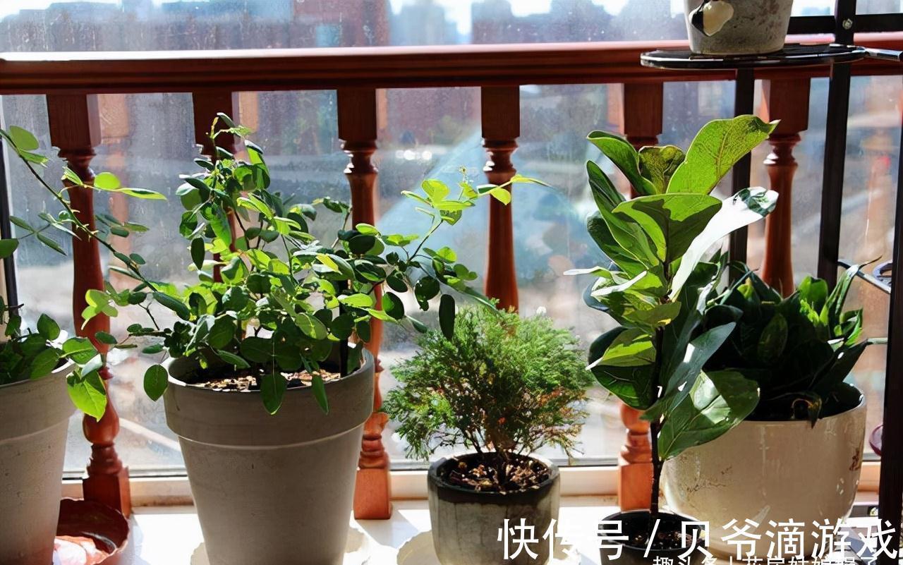 喜欢养花也不要忽视绿植的作用，室内选择这4种绿植养，美观大气