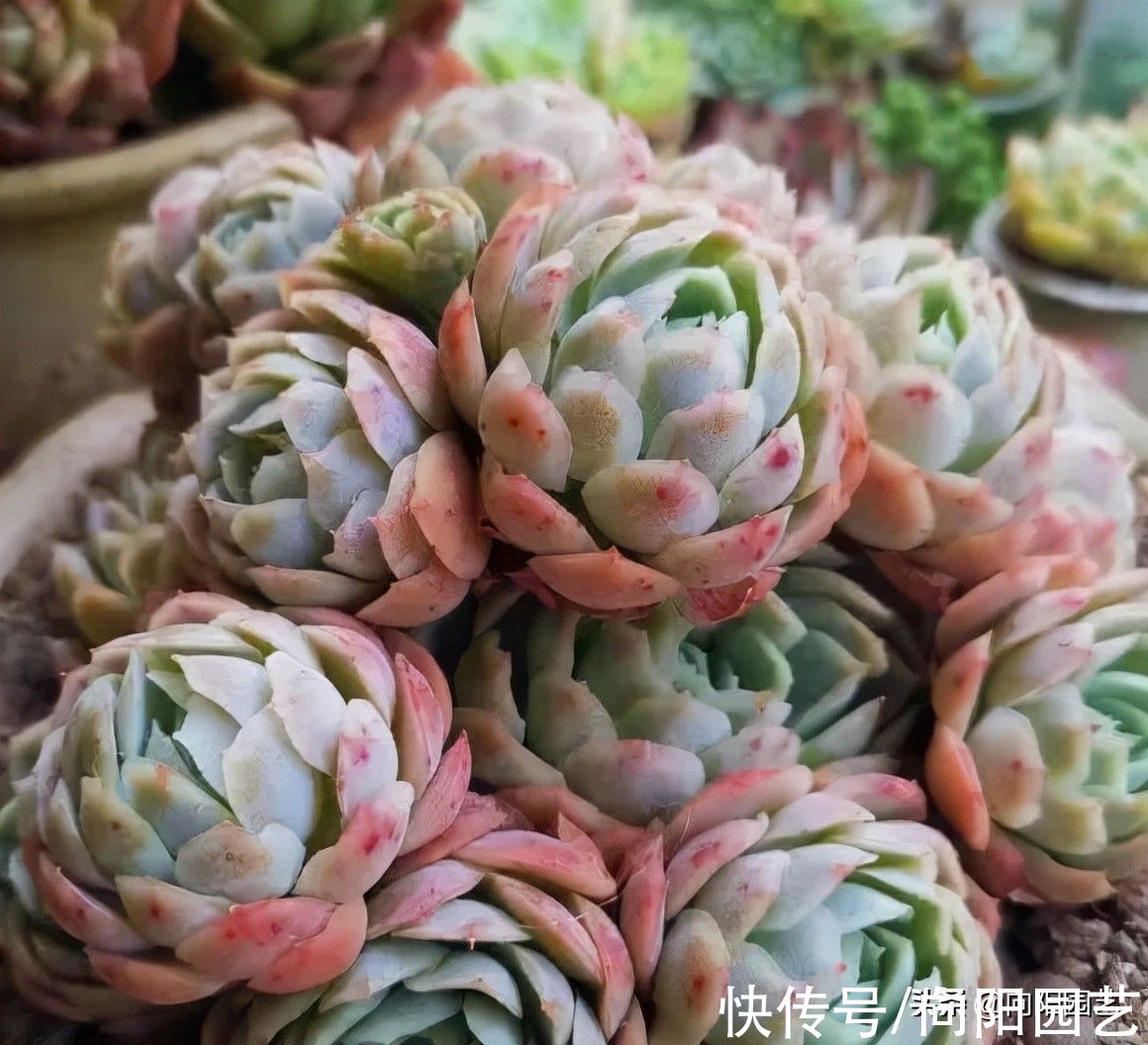 没有露台,不要养景天科肉肉,严重徒长,不出状态,容易烂根