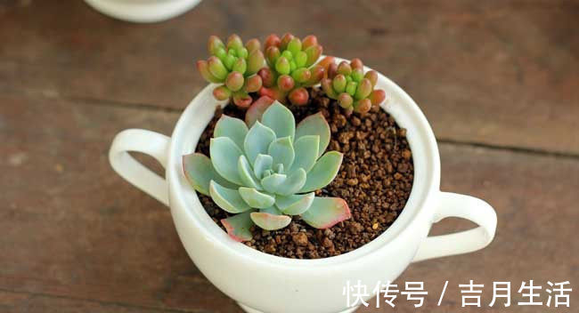 卧室|多肉植物可以放卧室吗多肉放卧室对身体好吗