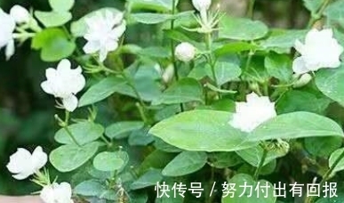自来水|茉莉花黄叶不开花？做好这几点，绿叶白花，又多又香