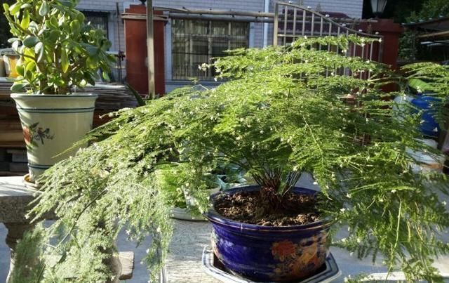 疯长|文竹1勺“汤”,兰花2颗“药”,30天后枝叶疯长,大白根长满盆