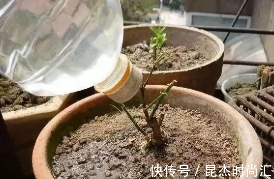 根系|养花盆土硬邦邦,自制一碗水,土壤松软似面包,肥力足