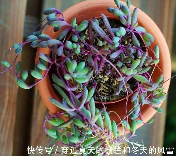 盆栽多肉紫玄月侧重这3小技巧，好看又好养，秋冬疯长新茎叶