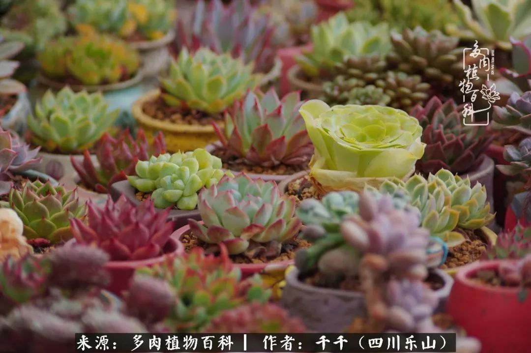 夏天日晒雨淋，秋老虎来势汹汹，你的多肉准备好逆袭了吗