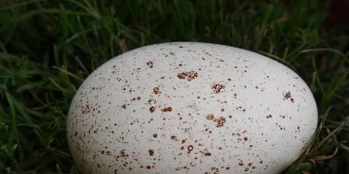 牛蒡牛蒡|想长寿要先会吃，3种食物不能少，排毒养颜，有益健康！