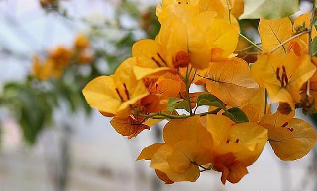 修剪|养三角梅,“5招”伺候,花芽不断冒,全年开花不断,一茬接一茬