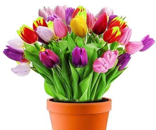 养花在三个时期别乱动,乱动只有害处没有好处,老花友全知道