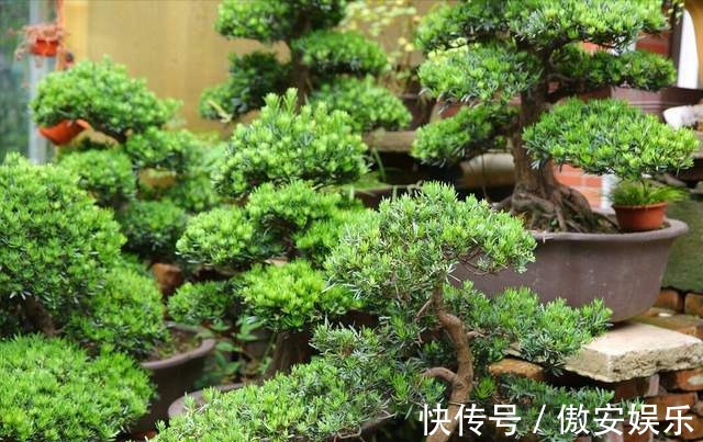 传家宝|阳台再小,也能养3种树,小盆就能养,个个都是“传家宝”