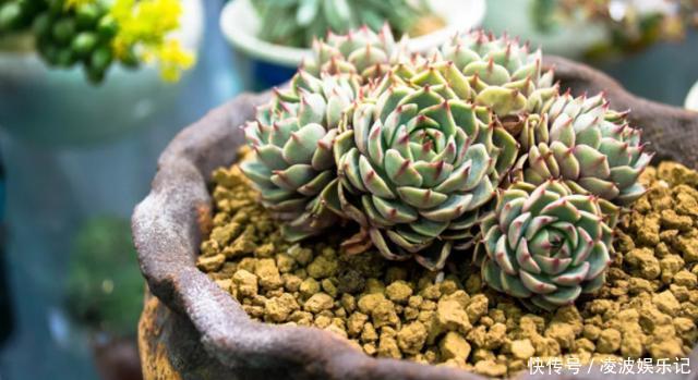 养多肉,花友们“别踩”这3误区,不然养一盆坏一盆