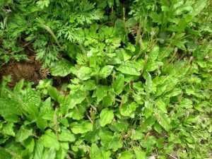 农村随处可见的野草,不但能清热祛湿,还能做成美食,你吃过吗