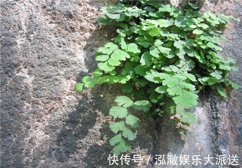 这3种花“脾气”硬，给点水就长新枝，养在石头上还能开花