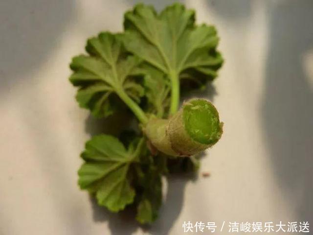 绣球花|家里有2种花,趁着现在“摘心”,花苞呼呼窜,个个开爆盆