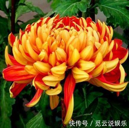 农村|这种花在农村到处都是,却是有钱人最爱养的盆栽,不仅招财还养人