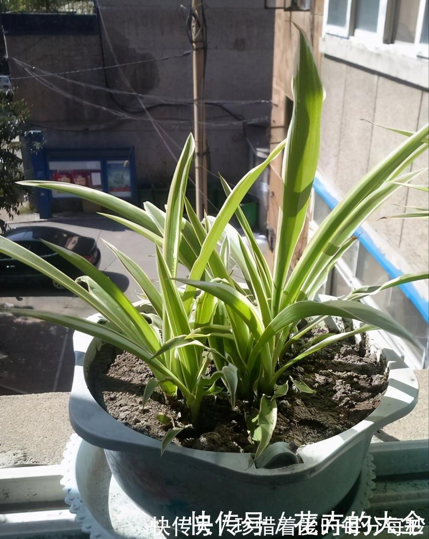 绿萝|这些“娇气花”,冻坏也别扔,剪一刀,救一命