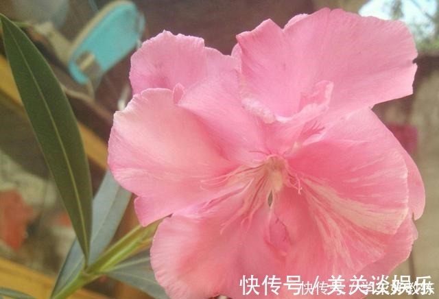 五色梅|懂花的人，都不在客厅养“5种花”，会被人笑话，家里有的快处理！