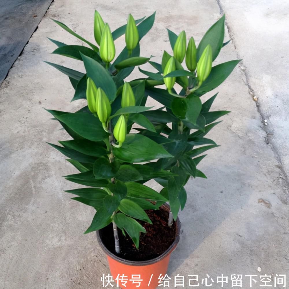 养花|这3种花对环境不挑剔,给土给水就能活,很适合新手养