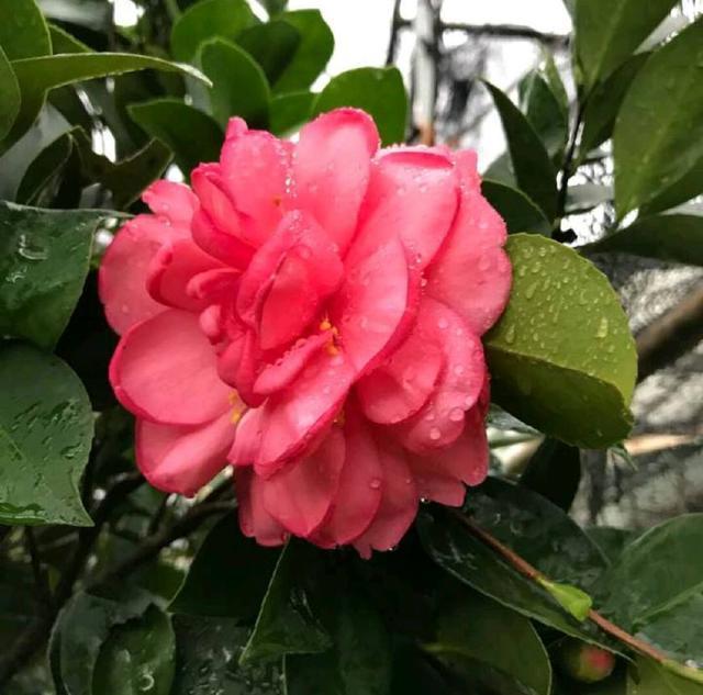 茶花的根快烂了，还能拯救吗，茶花换盆不是你想换就换