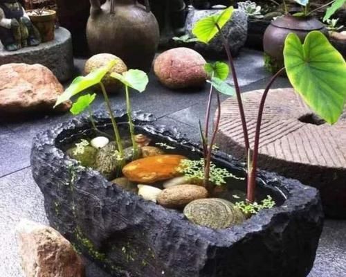 花盆|用这3样东西养花种草,既能展现废物价值,又能杜绝浪费