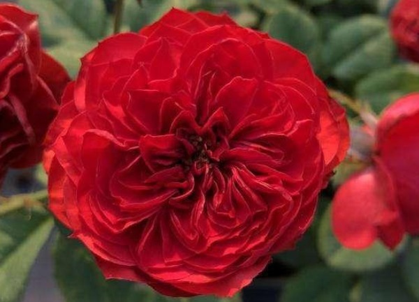 三个国外培育出来的月季，花朵颜色十分鲜艳，而且抗病性能非常强