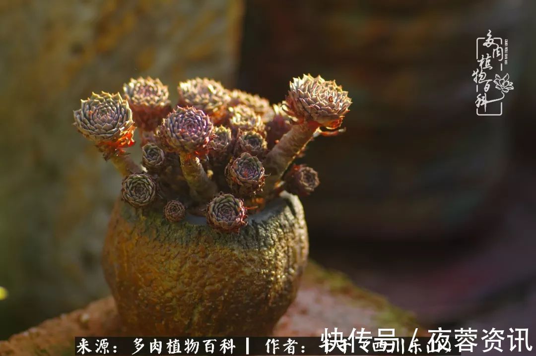 夏天|夏天日晒雨淋,秋老虎来势汹汹,你的多肉准备好逆袭了吗