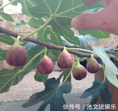 扦插|路边掰个枝,扦插一盆无花果,养在阳台,结果比“鸡蛋”还大
