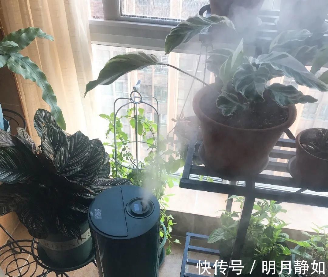 11月,千万别买这种花,养不活惹一肚子气