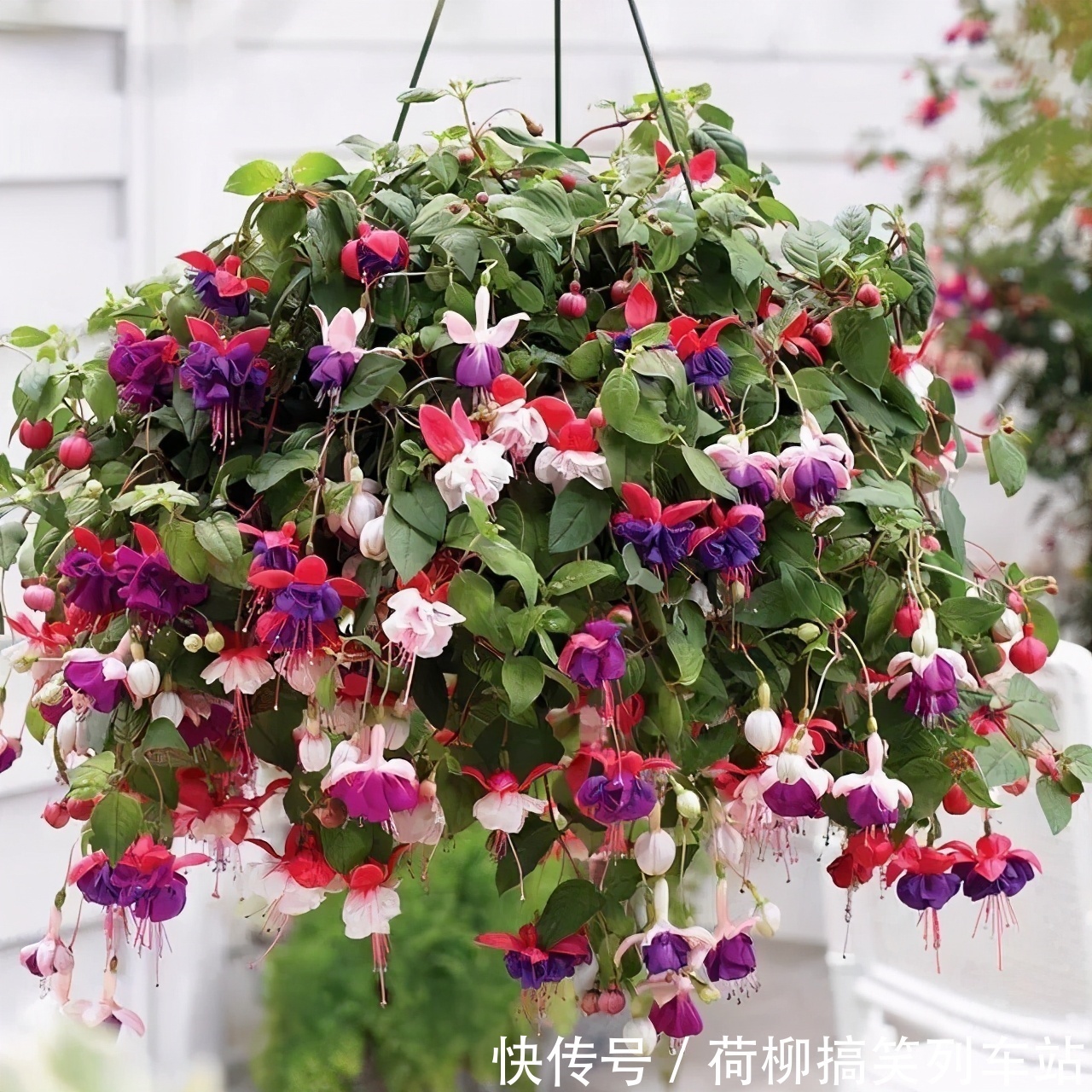 春天买花要谨慎,4种花“夏必死”,新手绕开走,别白花钱