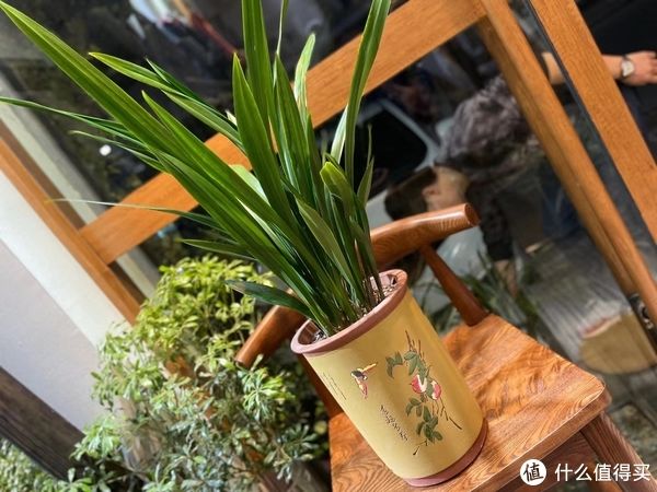 给兰花新手养护的一点心得