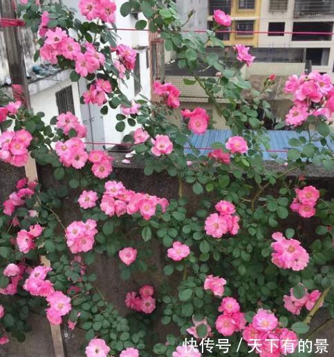 懒人|这是一款适合懒人养护的月季,不打理也能开爆,开花量真的很霸道
