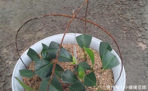 月季|这4种花就是要夏天扦插，生根快，不黑杆