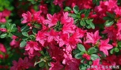 没有花的屋子, 怎么能叫做家呢 这10种花卉养在家里最适合