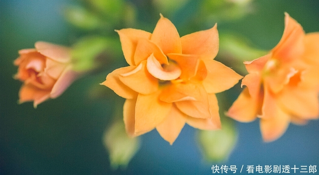 最适合送人的七种花，亲戚朋友见了都喜欢，花多又漂亮，还便宜