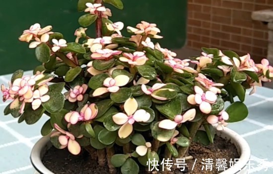 7种寓意“旺财”的花,适合养在家里,看着就有好兆头