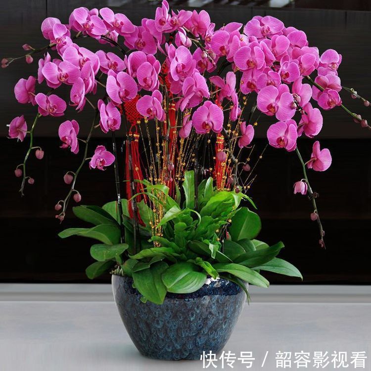 4种花漂亮又好养 比牡丹好看 开花爆盆很简单 给点水就疯长 粉紫色 4种花漂亮又好养 比牡丹好看 开花爆盆很简单 给点水就疯长 粉紫色