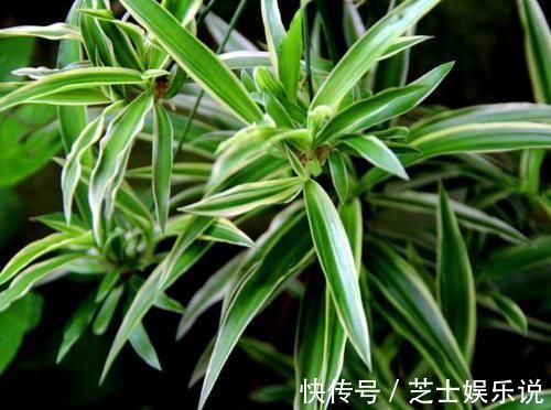 为什么有钱人家里都养这3种植物旺财又旺人，幸好知道早了