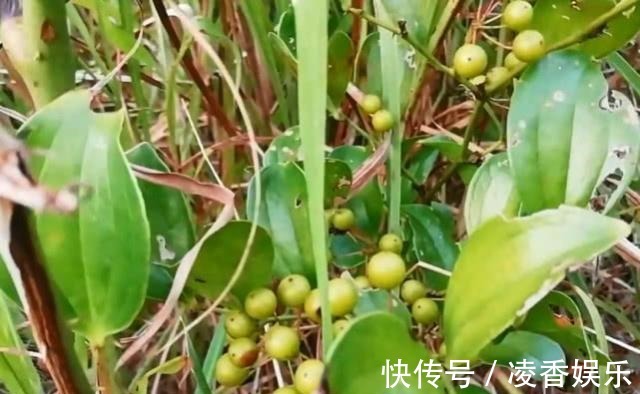 金刚藤|荒地上一种带刺树藤,老农挖根部泡酒喝祛风湿,藤做成手镯不便宜