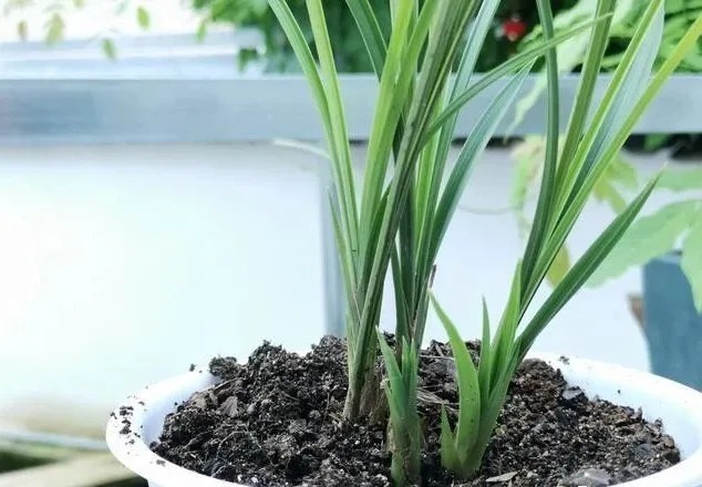 兰株|兰花能用透明的塑料盆养吗？新手兰友养兰花最怕什么？
