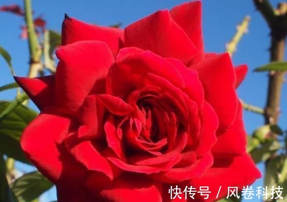 茉莉花|分享11种“健康花”，好看又“养人”，医生护士都爱养