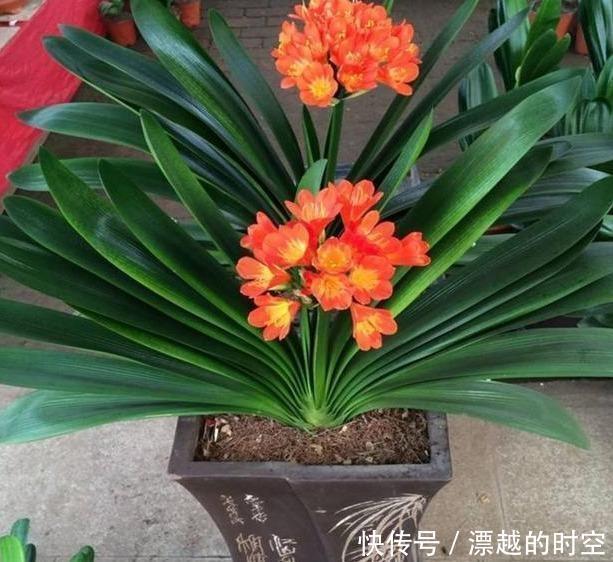 土壤|君子兰浇水,掐准“时间”,不早不晚“刚刚好”,养出肥厚好叶片