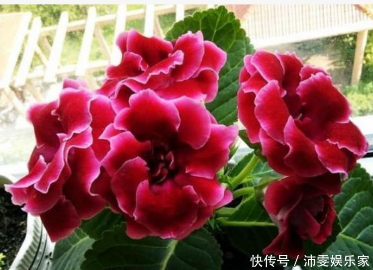 新手就养“3种花”，好养又漂亮，福旺运旺财更旺，财运爆发