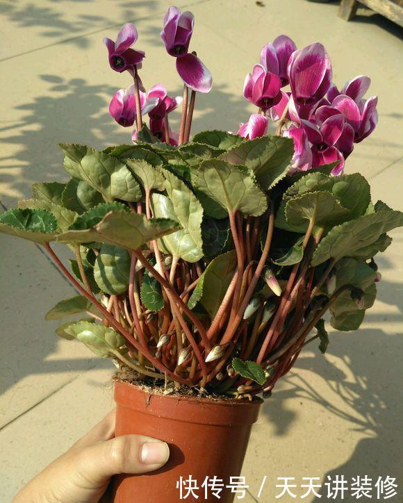 花店|五月逛花店，5种花不值得买，买了也浪费，要记得