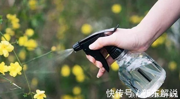 蚊香|浇水时加点小东西，植物用了呼呼长，连肥料都省了！