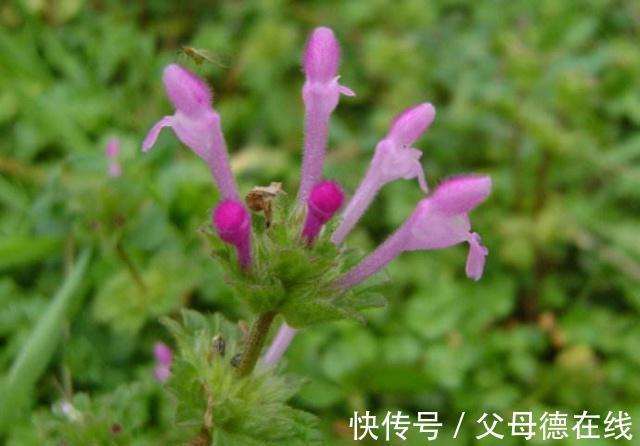 对于不懂的人来说,只会把它当野草,其实它是一种,能治病的良药