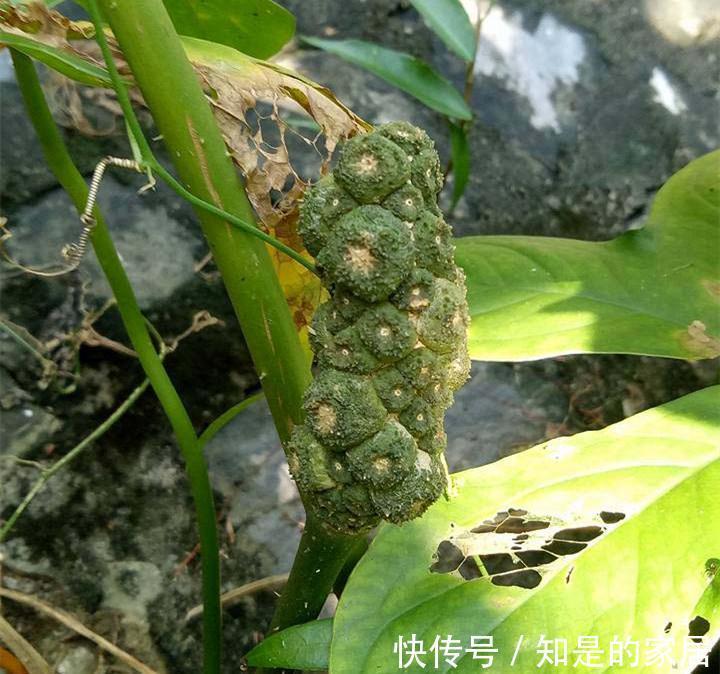 野花野草|农村一种全身长刺的野草，蛇见到都怕，人们却用来煲汤