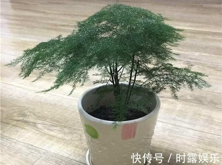 文竹修剪,牢记4个要领,文竹蹭蹭长不停,郁郁葱葱,绿油油!