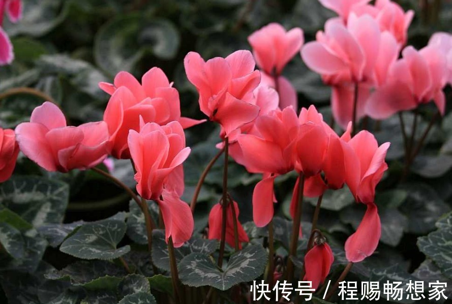 2款适合新手种植的花,一养就爆盆,花大色艳,四季都开花,超美