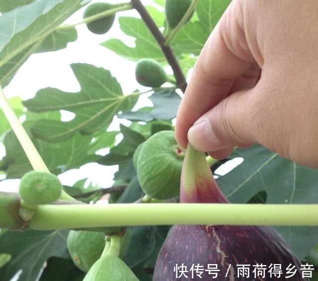 树枝|做无花果扦插，时间一定要“掐准”，插一棵活一棵，不愁没吃的！