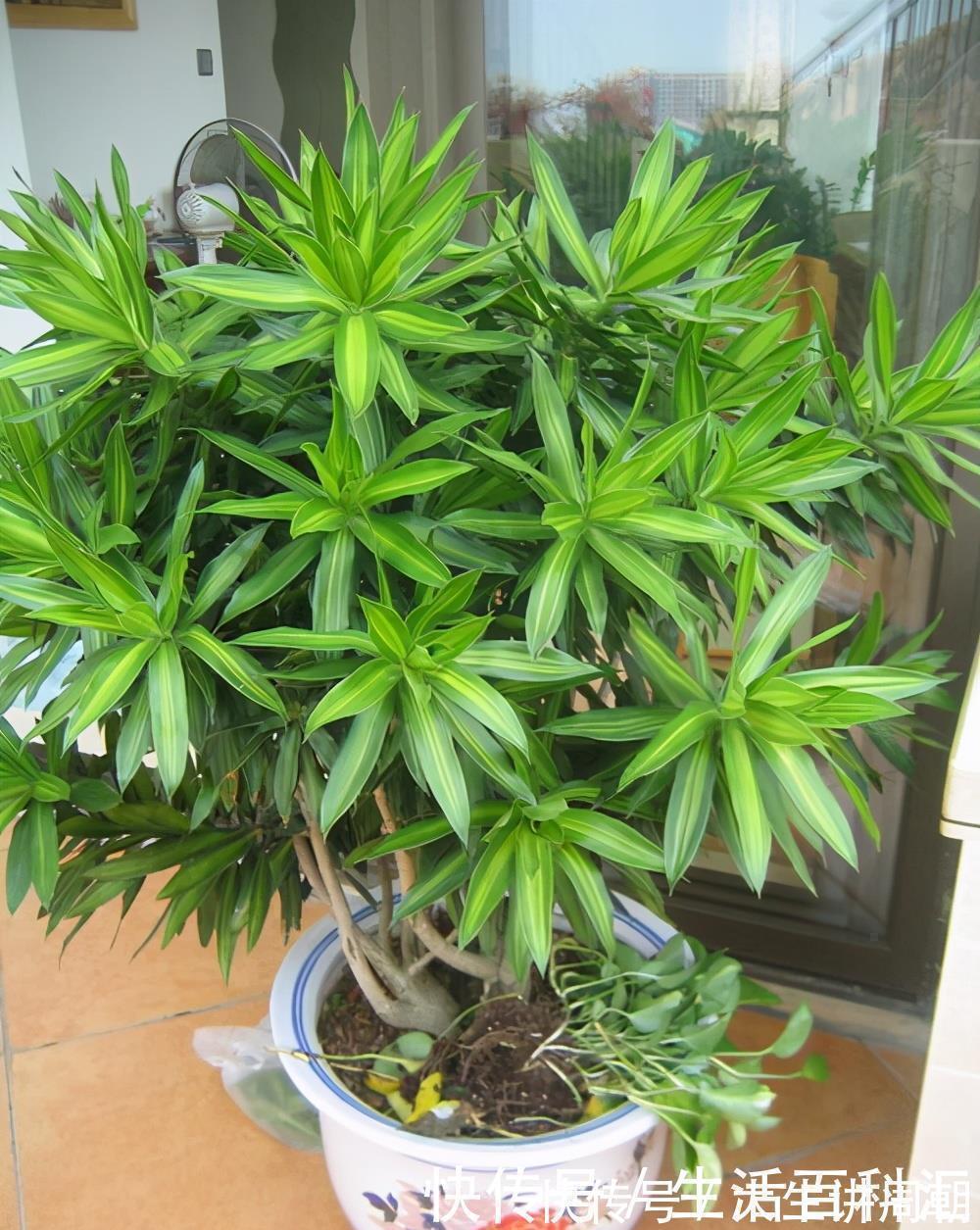 水竹|家里养上5种“竹”,吉祥“好运”,清雅大气,添福又添丁