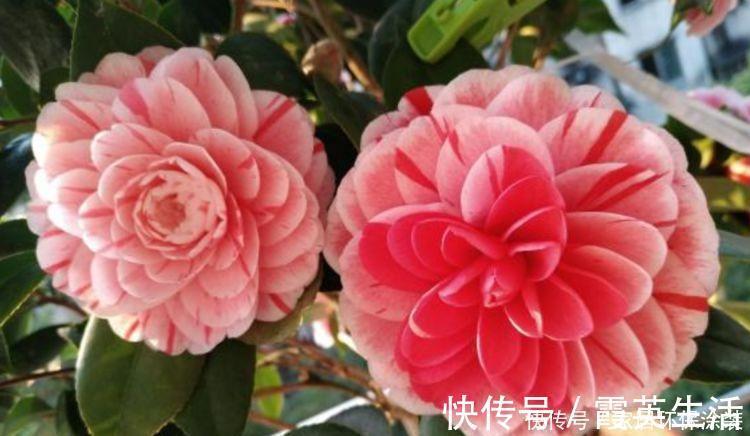 养花就养3种花，家里养一盆，开花漂亮花期长，谁养谁喜欢