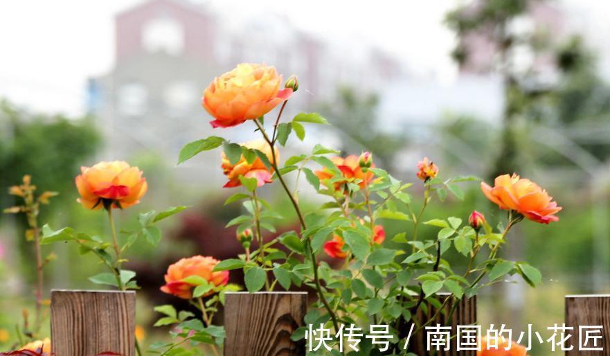 用这些歪门邪道养月季，月季盆盆爆花，又大又艳，太美了